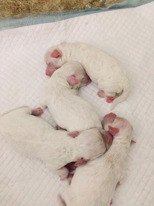 Hình ảnh Phòng khám thú y Hala 1