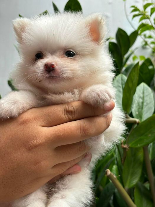 Tài Nhâm Pet Shop ảnh 1