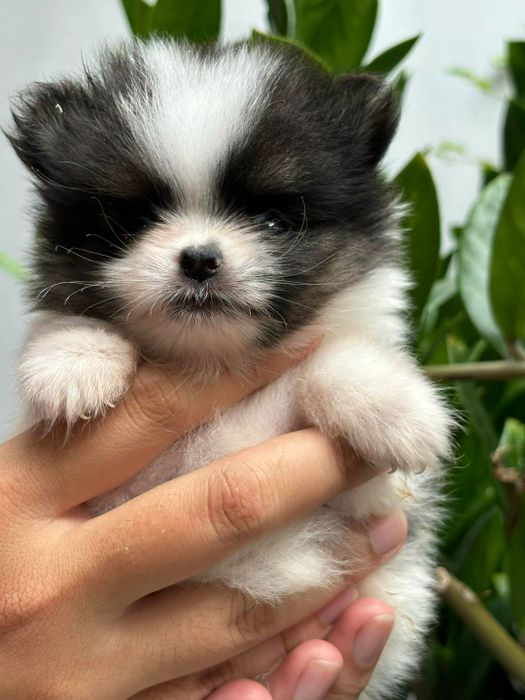 Tài Nhâm Pet Shop ảnh 2