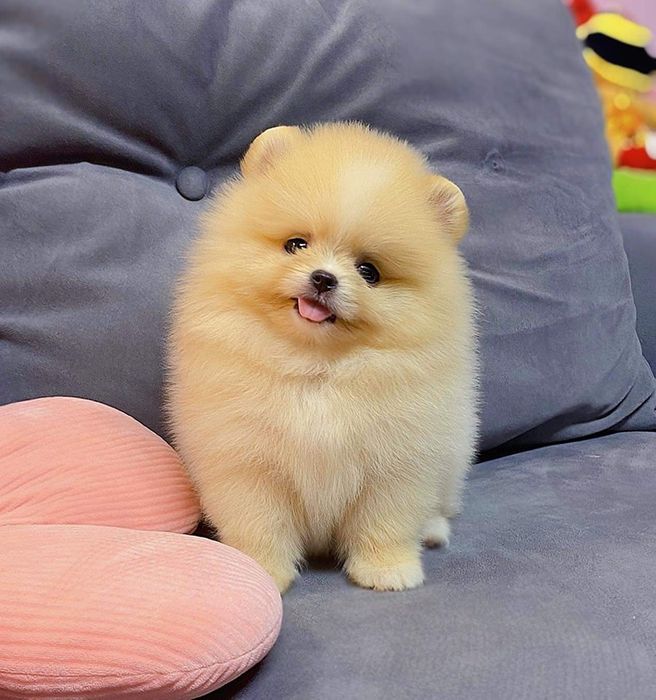 Tài Nhâm pet shop ảnh 2