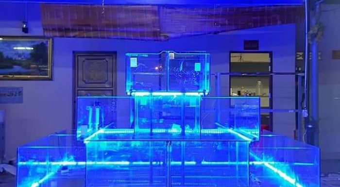 Bể Cá Hải Sản Chung Anh - Hình ảnh 3