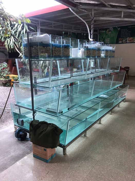Hình ảnh Cá Cảnh Minh Long 2