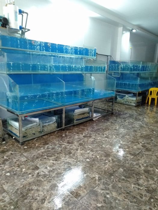 Bể Cá Hải Sản Chung Anh - Hình ảnh 1