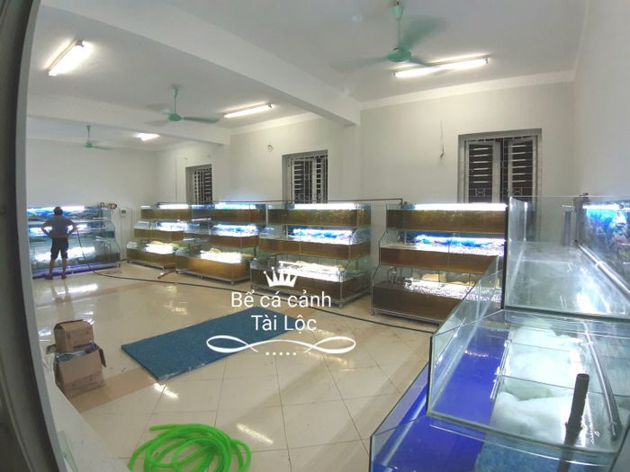 Hình ảnh Bể Cá Tài Lộc 2
