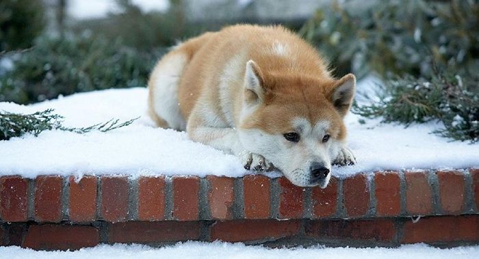Hachiko - Chú Chó Trung Thành - Hình ảnh 2