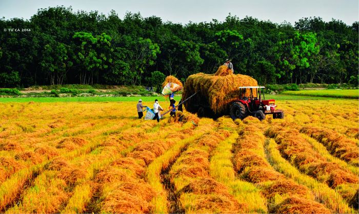 Người dân trong xóm em dậy sớm khi mùa lúa chín để ra đồng gặt. Tiếng gặt lúa vang lên, phá tan sự yên lặng của buổi sáng. ảnh 1