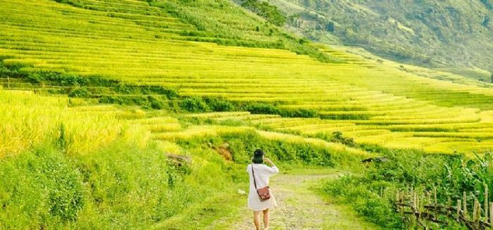 Một làn gió nhẹ lướt qua, cánh đồng vang lên âm thanh xào xạc êm ái. Hương lúa nhẹ nhàng bay theo gió ảnh 1