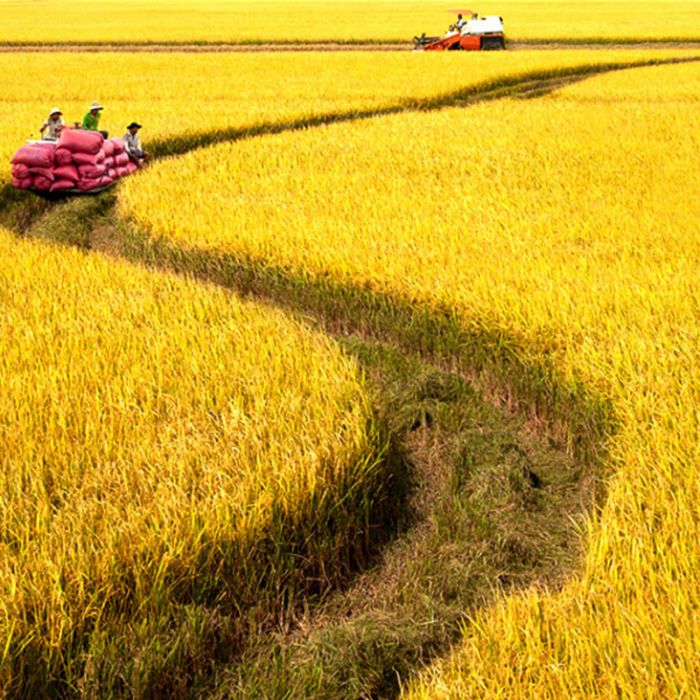 Cả cánh đồng được phủ một màu vàng óng của lúa chín, chỉ còn vài ruộng lúa cấy muộn vẫn còn màu xanh. ảnh 1