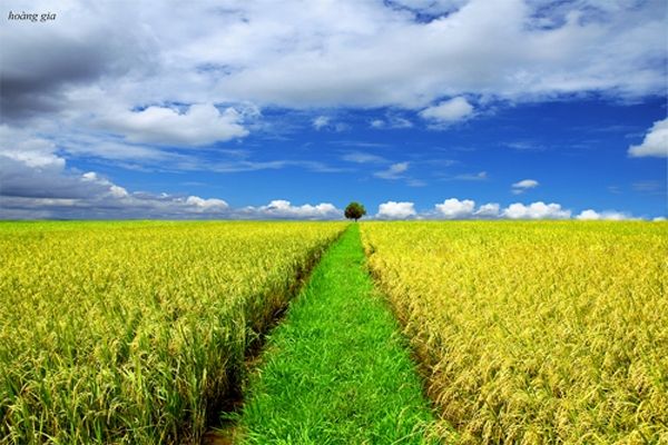 Màu vàng óng của những bông lúa nặng trĩu và ánh nắng ban mai đã tạo nên một khung cảnh thiên nhiên làng quê tuyệt đẹp và đáng ghi nhớ ảnh 1
