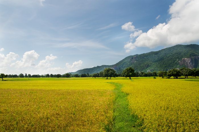 Những tia nắng đầu tiên nhẹ nhàng rải trên các thửa ruộng còn mờ sương, làm cho biển lúa xao động, tạo thành những làn sóng nhẹ xô đuổi nhau mãi ra xa ảnh 1