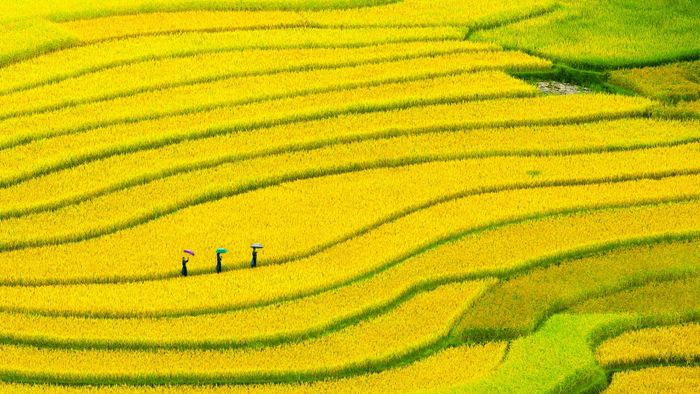 Khi mùa lúa đến, cánh đồng phủ một màu vàng óng mượt, đẹp mắt và thanh bình. ảnh 1