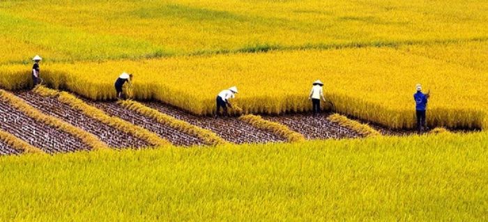 Cánh đồng lúa như một tấm thảm khổng lồ ảnh 1