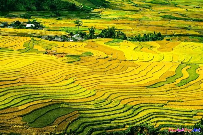 Dòng người đổ ra đồng gặt lúa, nón trắng nhấp nhô trên các thửa ruộng ven bờ ảnh 1