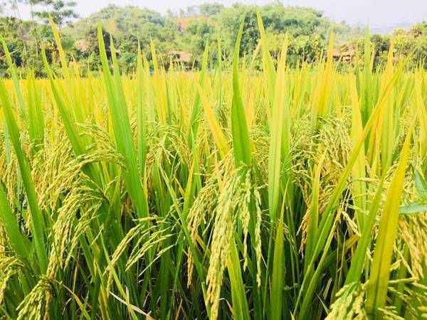 Mặt trời đã lên cao, ánh sáng vàng rực rỡ làm cho cánh đồng thêm phần óng ả, hương lúa càng thêm nồng nàn và quyến rũ. ảnh 1
