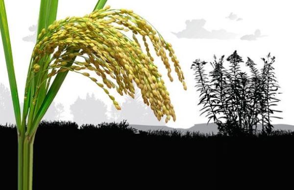 Hình minh họa (Nguồn internet) ảnh 1