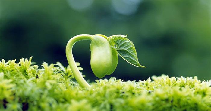 Ảnh minh họa (Nguồn internet) - hình 1