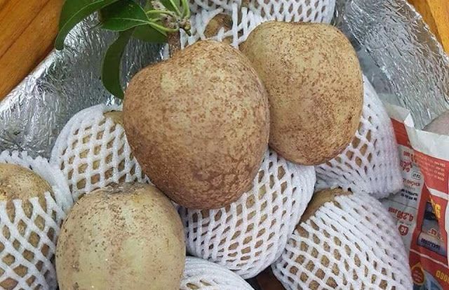 Hồng Xiêm Mặc Bắc - Sapochê hình 2