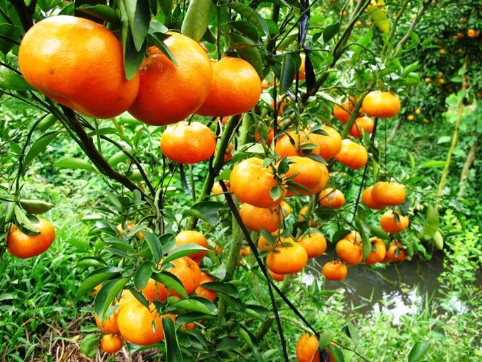 Quýt Hồng Lai Vung ảnh 1