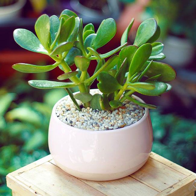Ảnh Xương rồng Ngọc Bích 1