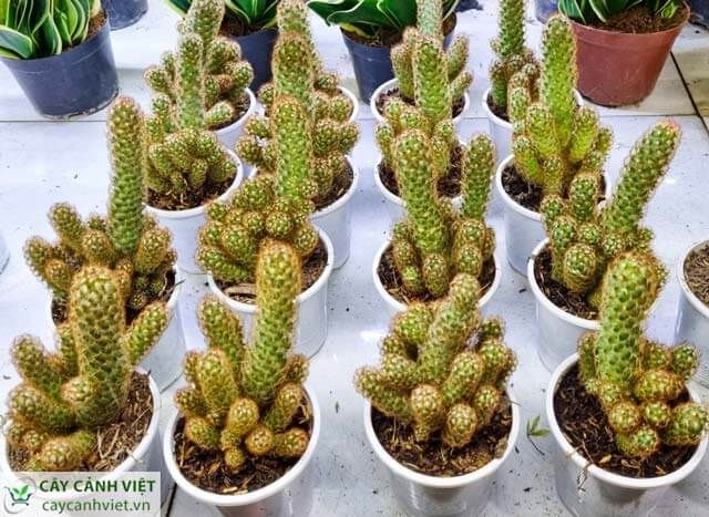 Xương Rồng Thạch Trụ ảnh 1
