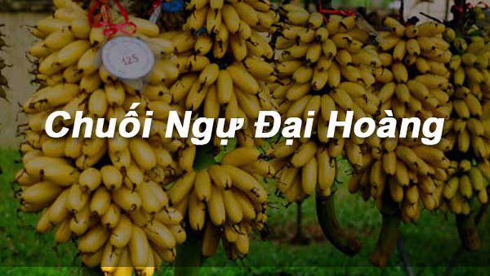 Chuối Ngự ảnh 1