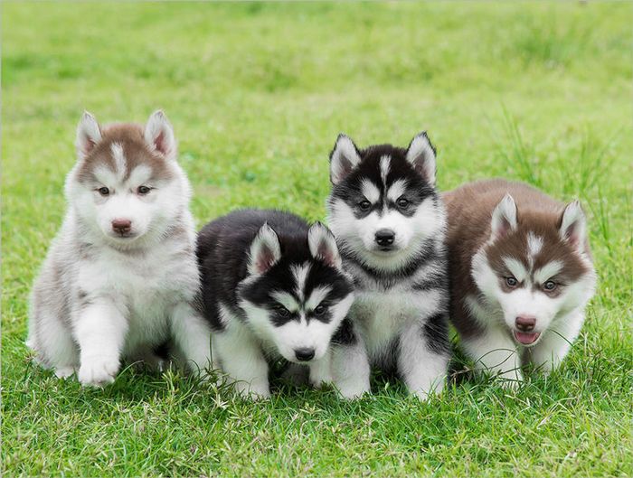 Hình ảnh Dogily Petshop 2
