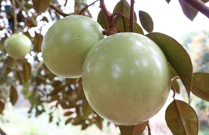 Vú sữa Lò Rèn Vĩnh Kim ảnh 1