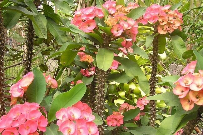 Ảnh Xương Rồng Bát Tiên 1
