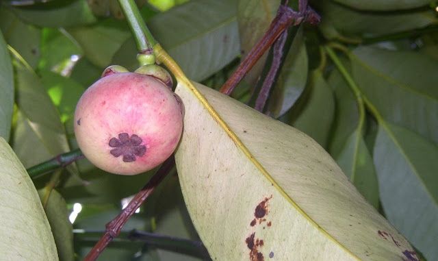 Măng Cụt Chợ Lách ảnh 1