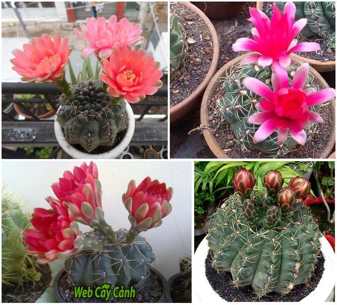 Ảnh Xương rồng Thần Long 1