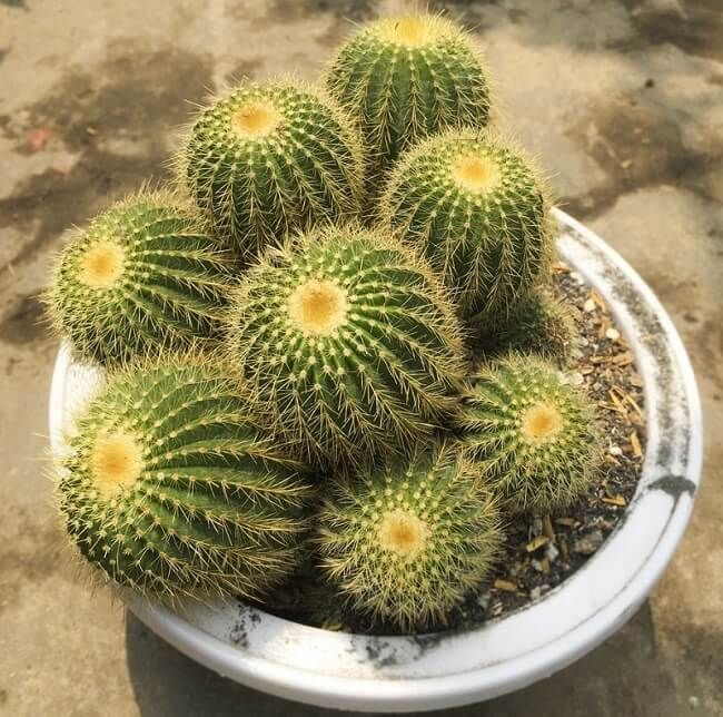 Ảnh Xương Rồng Bóng Vàng 1