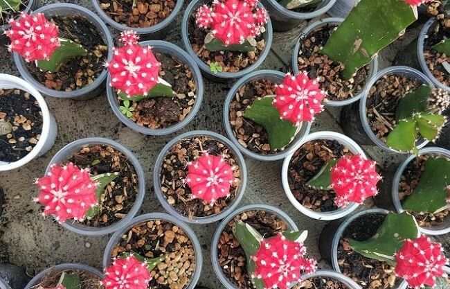 Ảnh Xương Rồng Hồng Ngọc 1