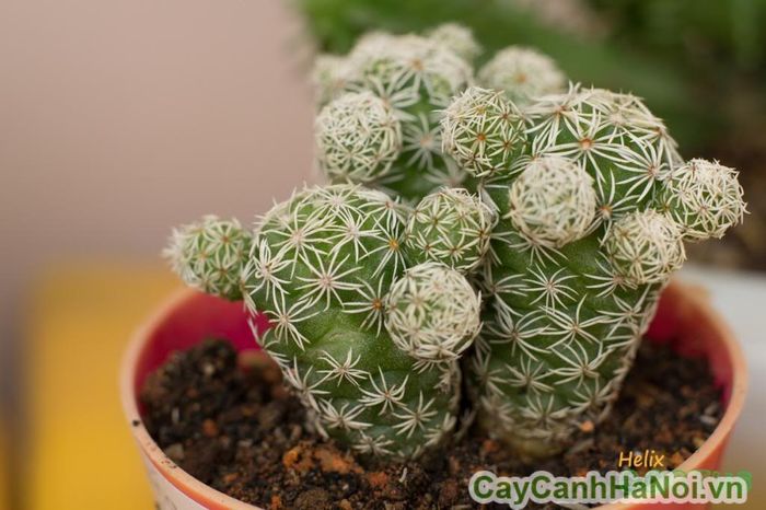 Ảnh Xương Rồng Trứng Chim 1