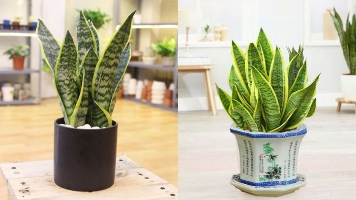 Hình ảnh Cây Lưỡi Hổ 2