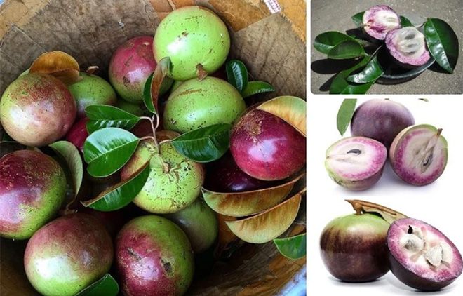Vú sữa Lò Rèn Vĩnh Kim ảnh 2