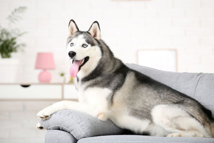 Hình ảnh S&C Dog Shop 2