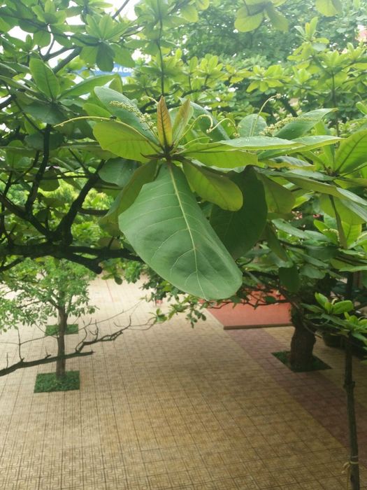 Hình ảnh 2 của Tiểu Học Phạm Hồng Thái