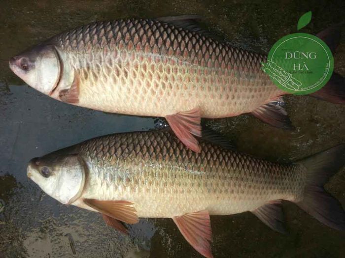 Cá trôi phân bố tự nhiên ở các sông suối miền Bắc, như thể hiện trong hình ảnh 1