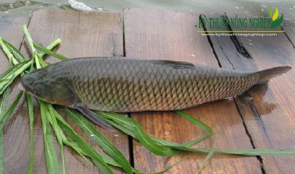 Có thể nuôi cá trắm cỏ trong các mô hình như ao, ruộng và lồng bè. Hình 1