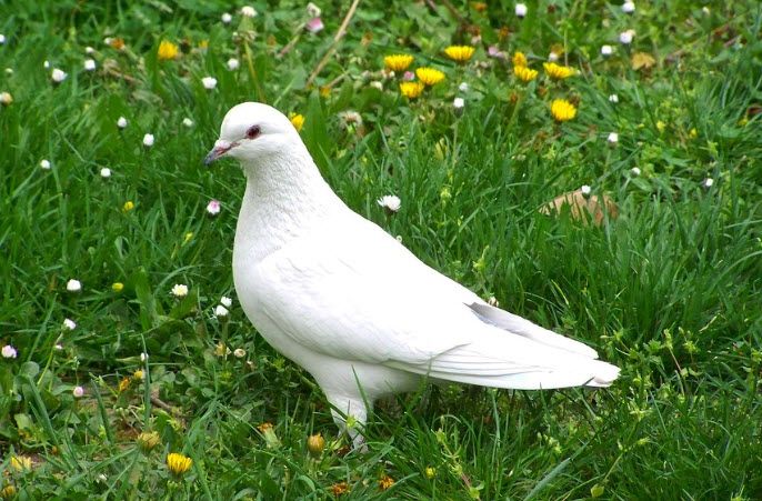 Ảnh minh họa (Nguồn internet) hình 1