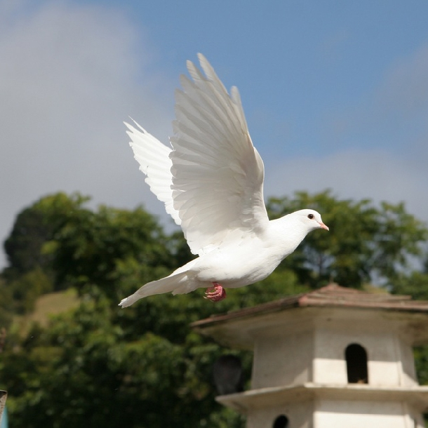 Hình minh họa (Nguồn từ internet) hình 1