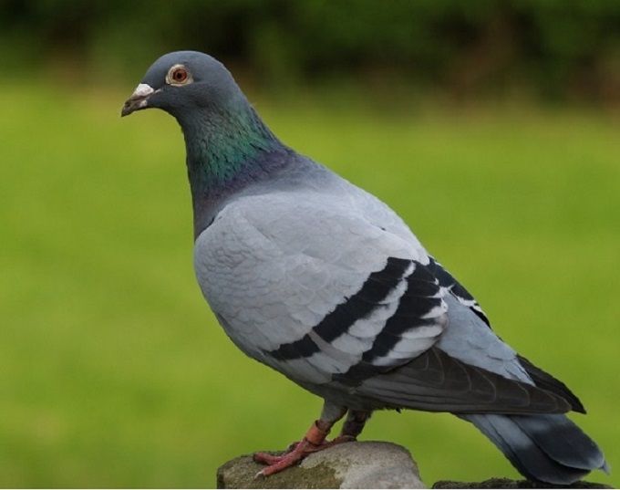 Hình minh họa (Nguồn từ internet) hình 1