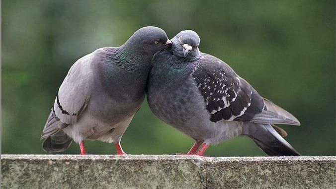 Ảnh minh họa (Nguồn internet) hình 1