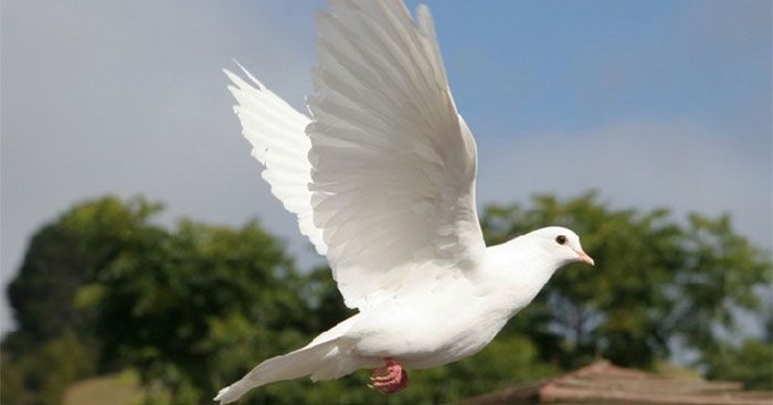 Ảnh minh họa (Nguồn internet) hình 1