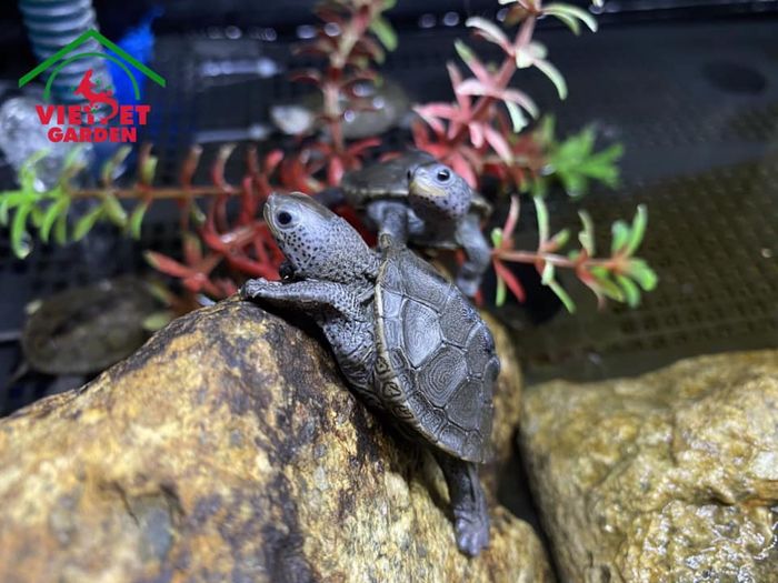 Hình ảnh Việt Pet Garden số 2