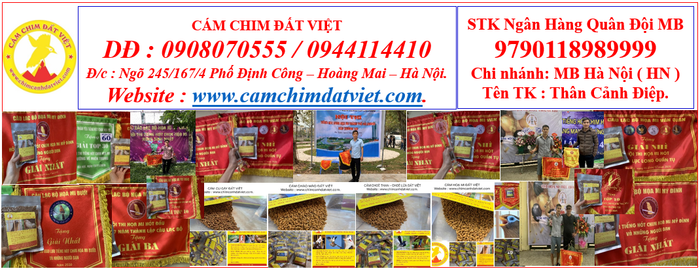 Cám Chim Đất Việt - Hình 1