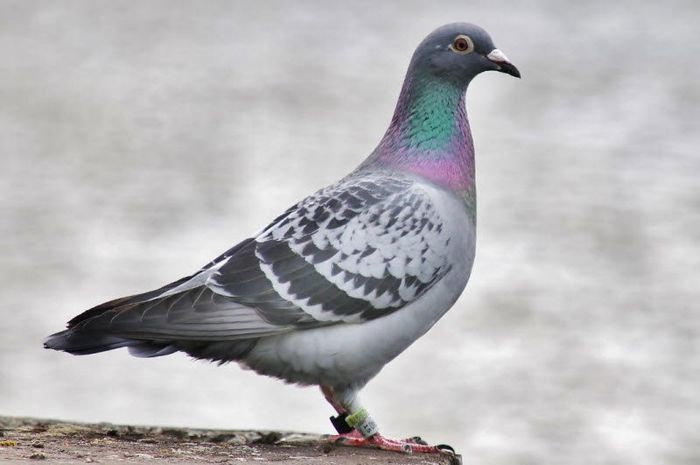 Ảnh minh họa (Nguồn internet) hình 1