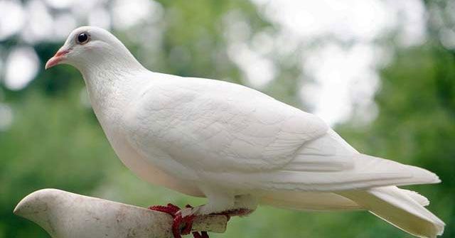 Ảnh minh họa (Nguồn internet) hình 1