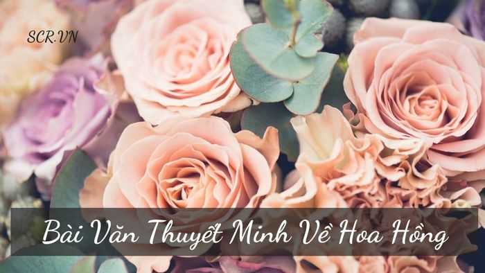 Hình minh họa (Nguồn từ Internet) hình 2