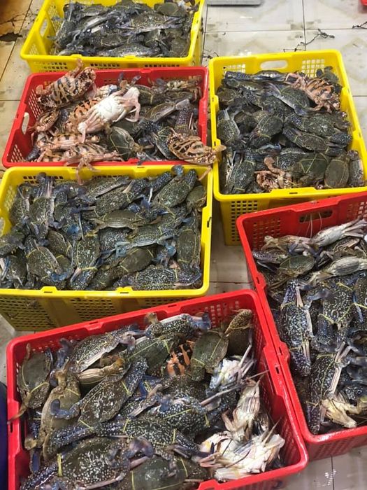 Hình ảnh Vựa Hải Sản Cao Cấp 6 Mỹ 2